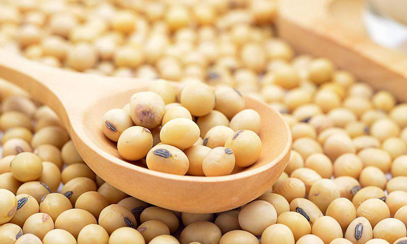 Soybean